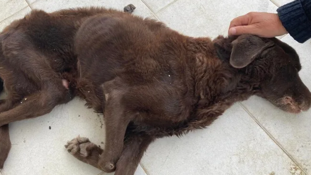 Estado en el que fue abandonado el animal en Mojácar