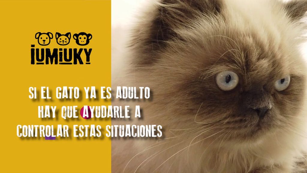 Los felinos y sus miedos a las visitas Iumiuky Temporada 3 Programa 249