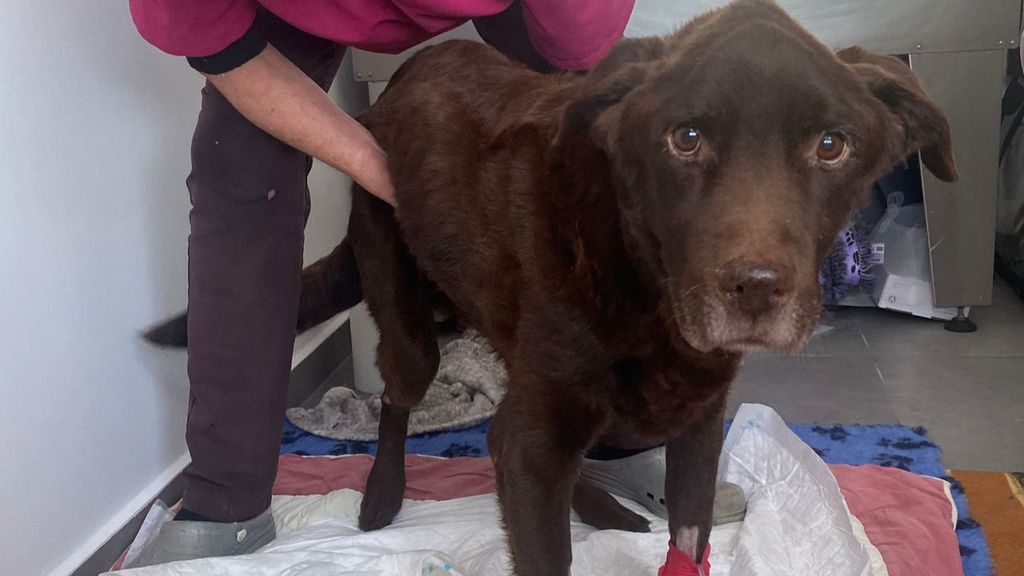 Rey, el perro abandonado en Mojácar que estuvo a punto de morir