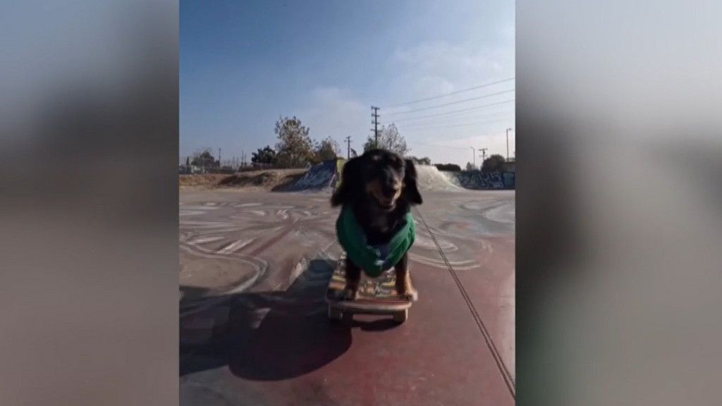 Rowdy, la perrita salchicha skater que triunfa en la Red