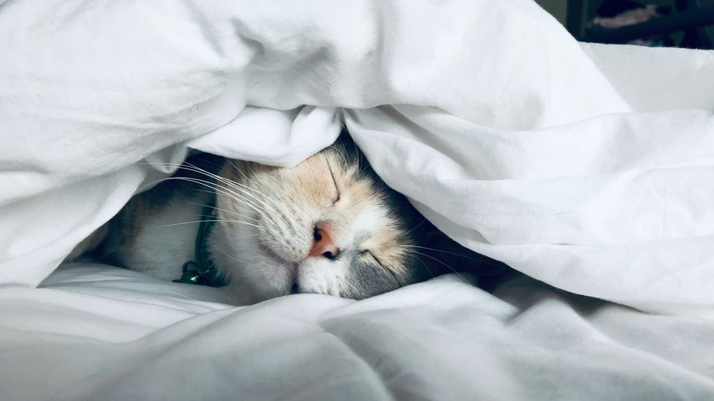 dormir gato unsplash