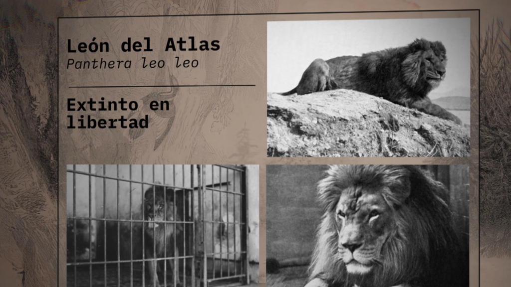 León del Atlas