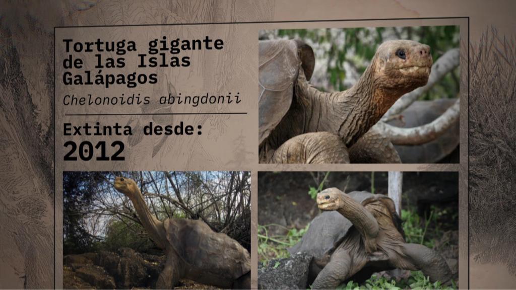 Tortuga gigante de las Islas Galápagos