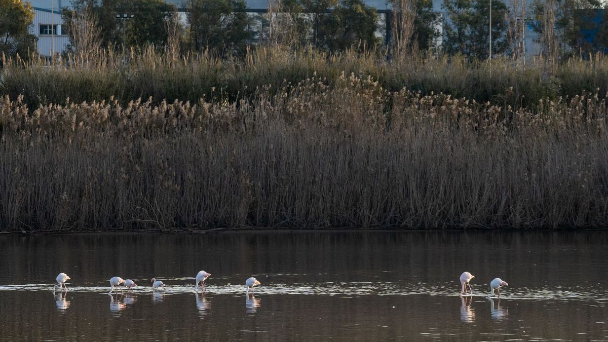 El mirador para observar a flamencos en el Delta del Llobregat