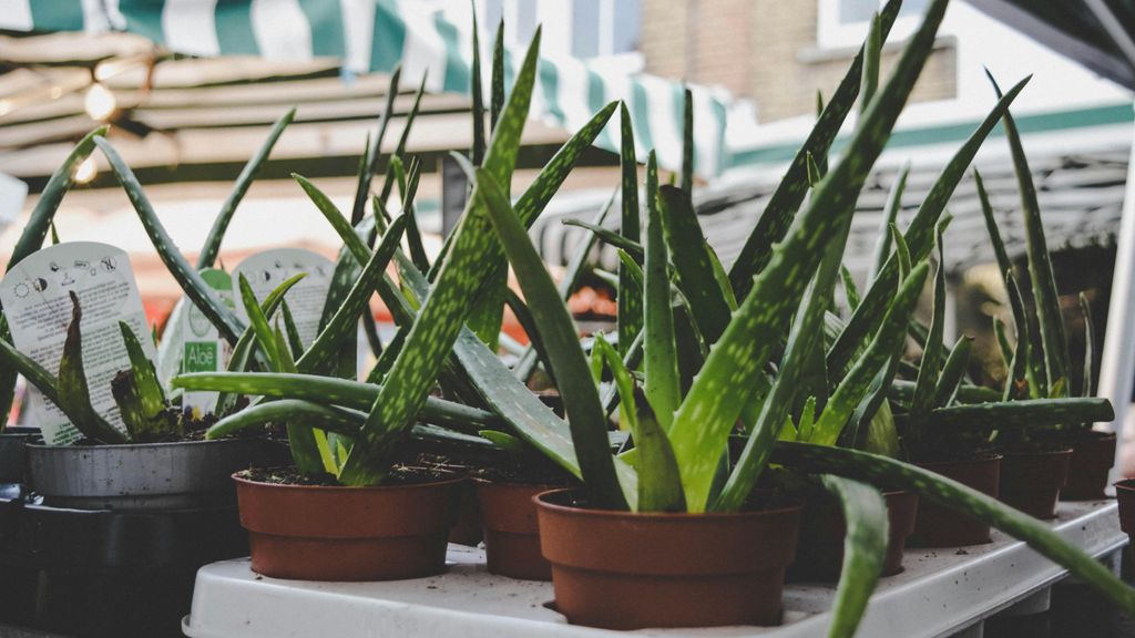 Plantas de aloe vera