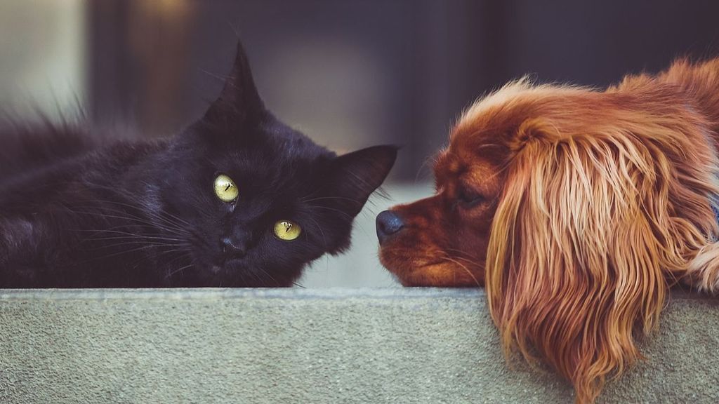 Gatos y perros son las mascotas más populares