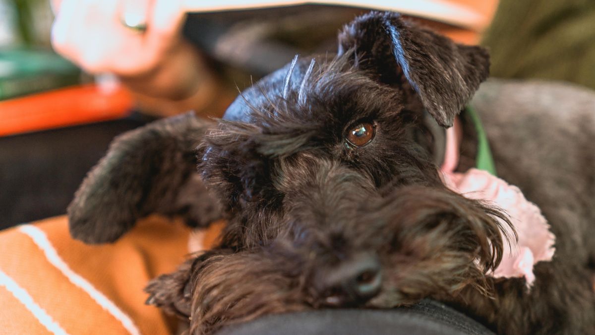 Imagen de archivo de una perrita de raza schnauzer, como 'Laila'