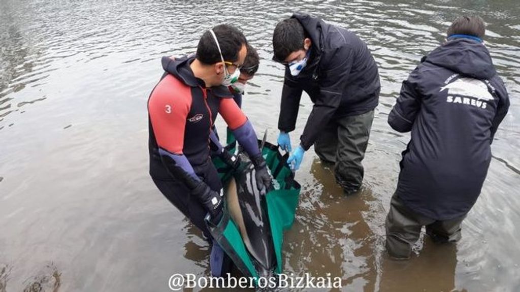 Varios efectivos durante el rescate del delfín varado