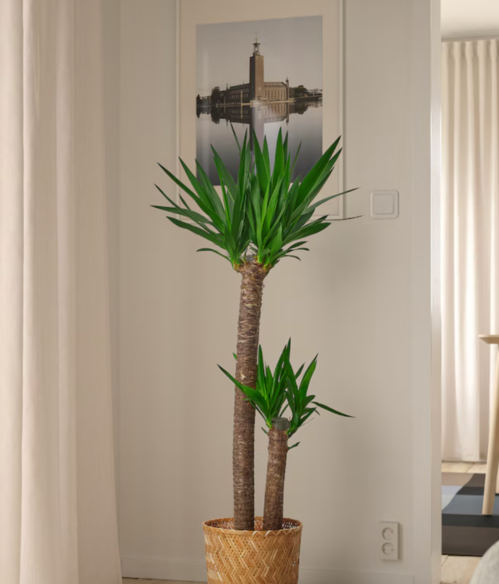 Yuca de interior