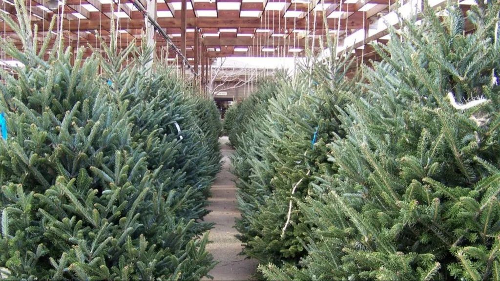 Abetos esperando ser escogidos para decorar la Navidad