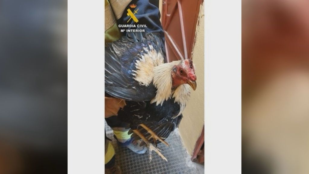 Gallo recuperado por la Guardia Civil