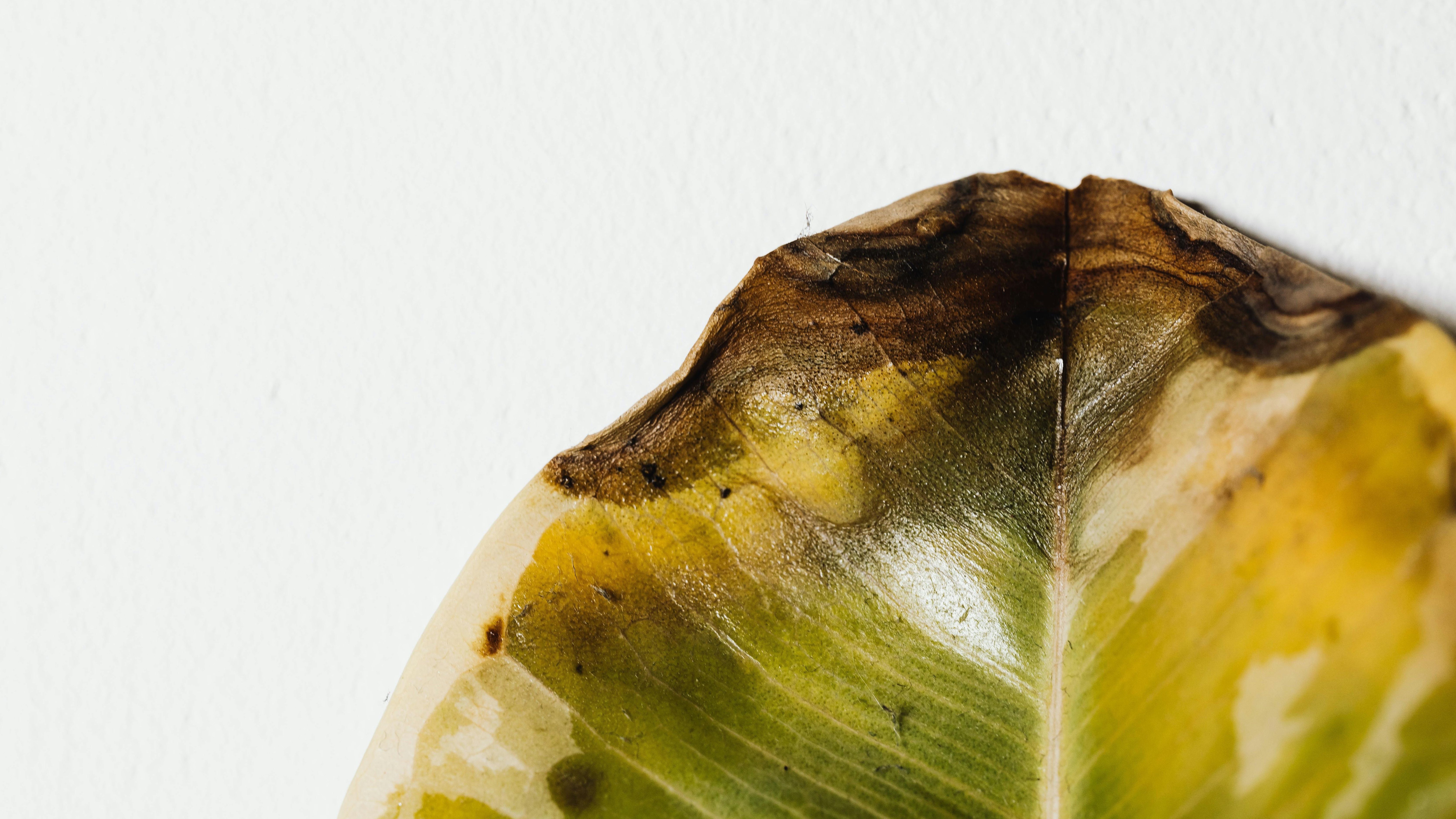 pexels karolina grabowska 5978611