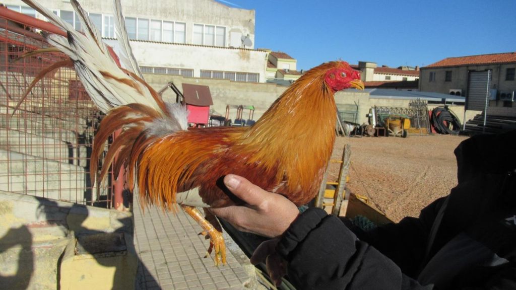 Uno de los gallos robados en Valladolid