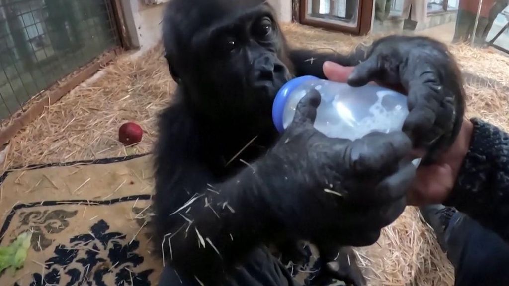 Zeytin: el gorila bebé víctima de contrabando comienza una nueva vida