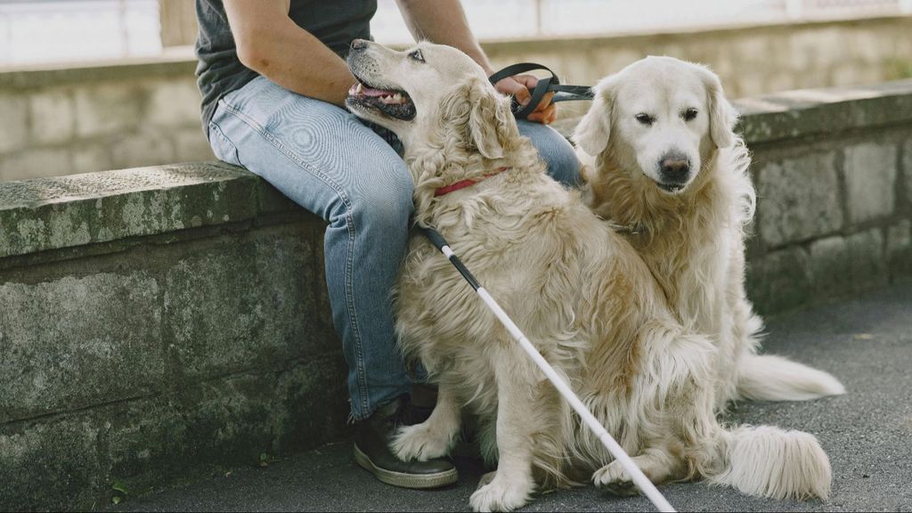 Dos perros guía