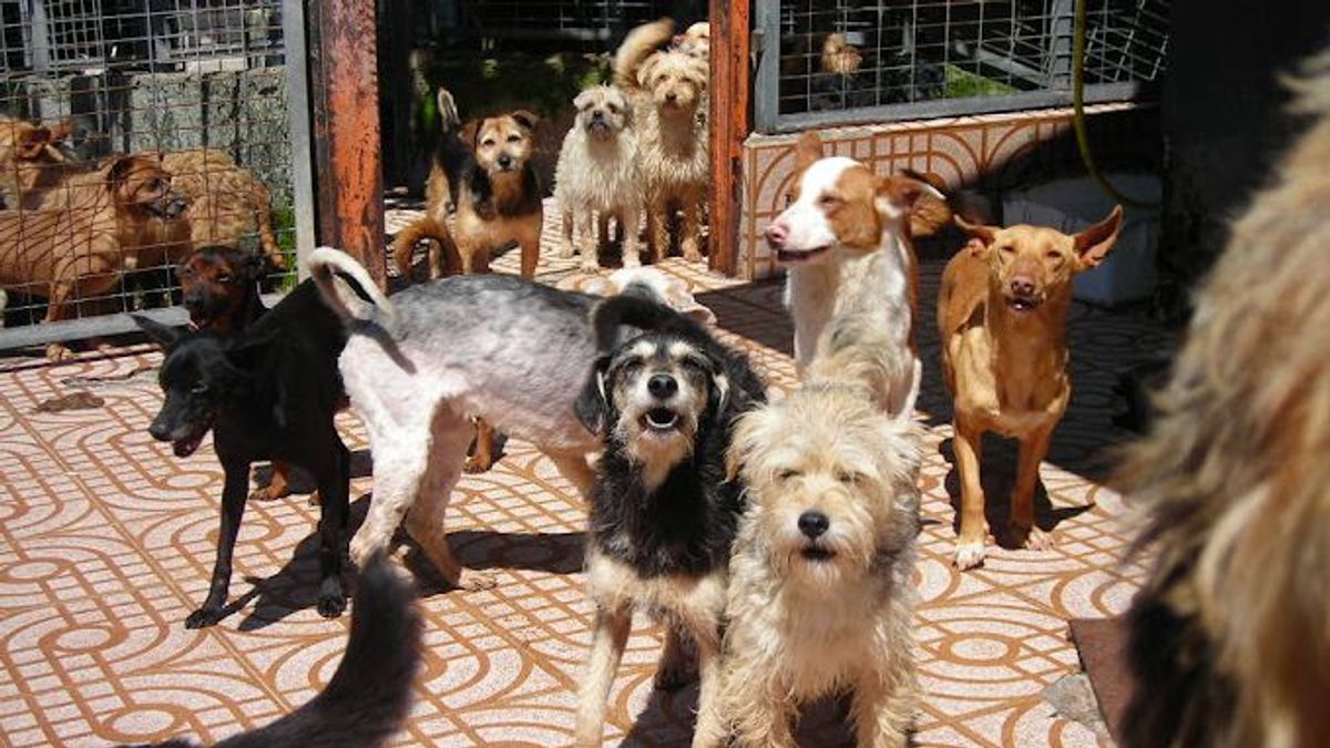 Imagen de archivo de perros en las instalaciones del Centro municipal de proteción animal A Madroa, en Vigo, Pontevedra