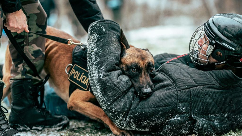 Perro policía