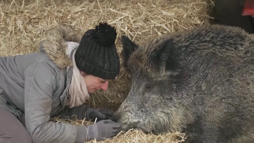 Rillette, la jabalina que se convirtió en una más de la familia pero que querían sacrificar en Francia