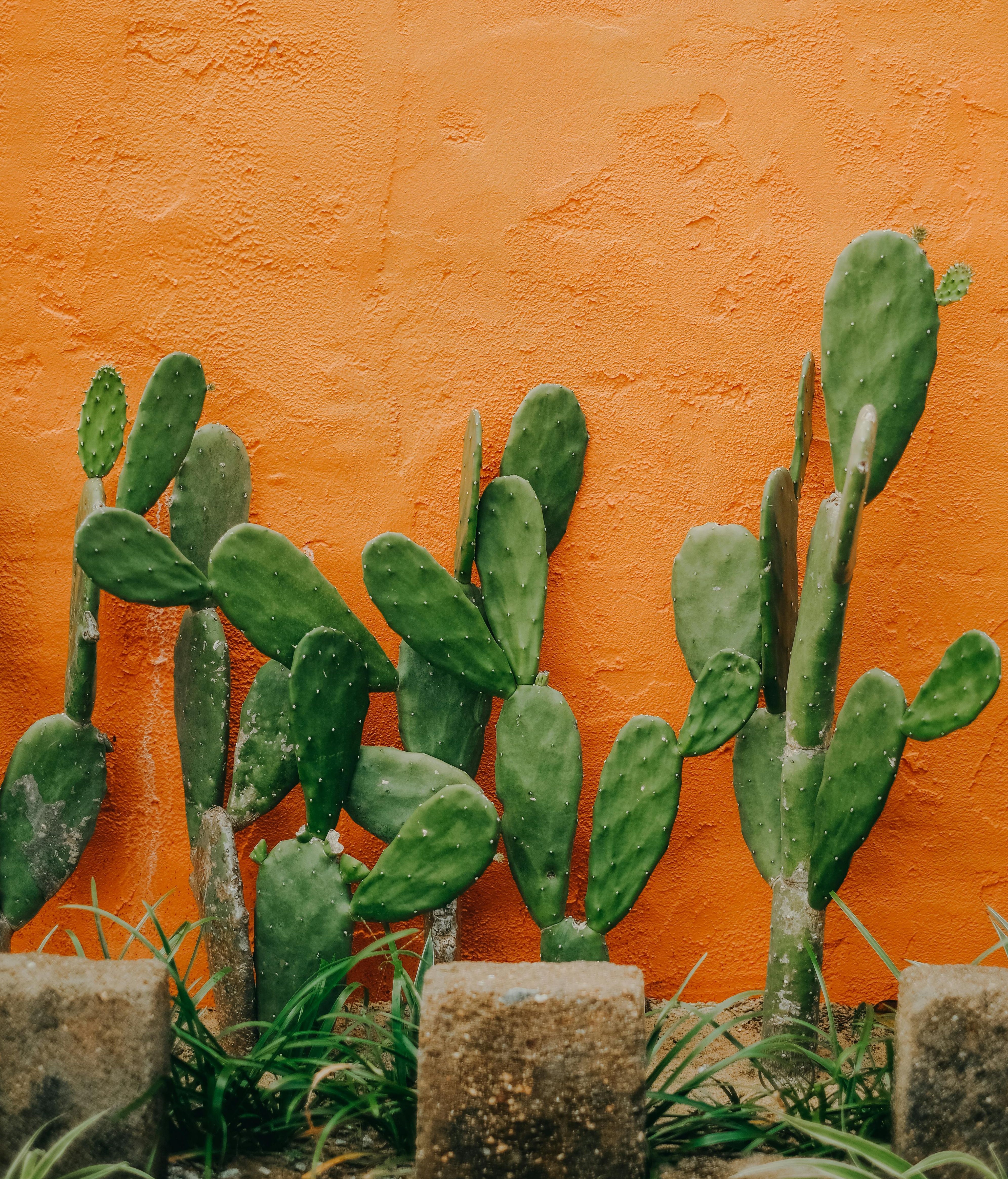 Cómo hacer tu propio jardín de cactus. FUENTE: Pexels