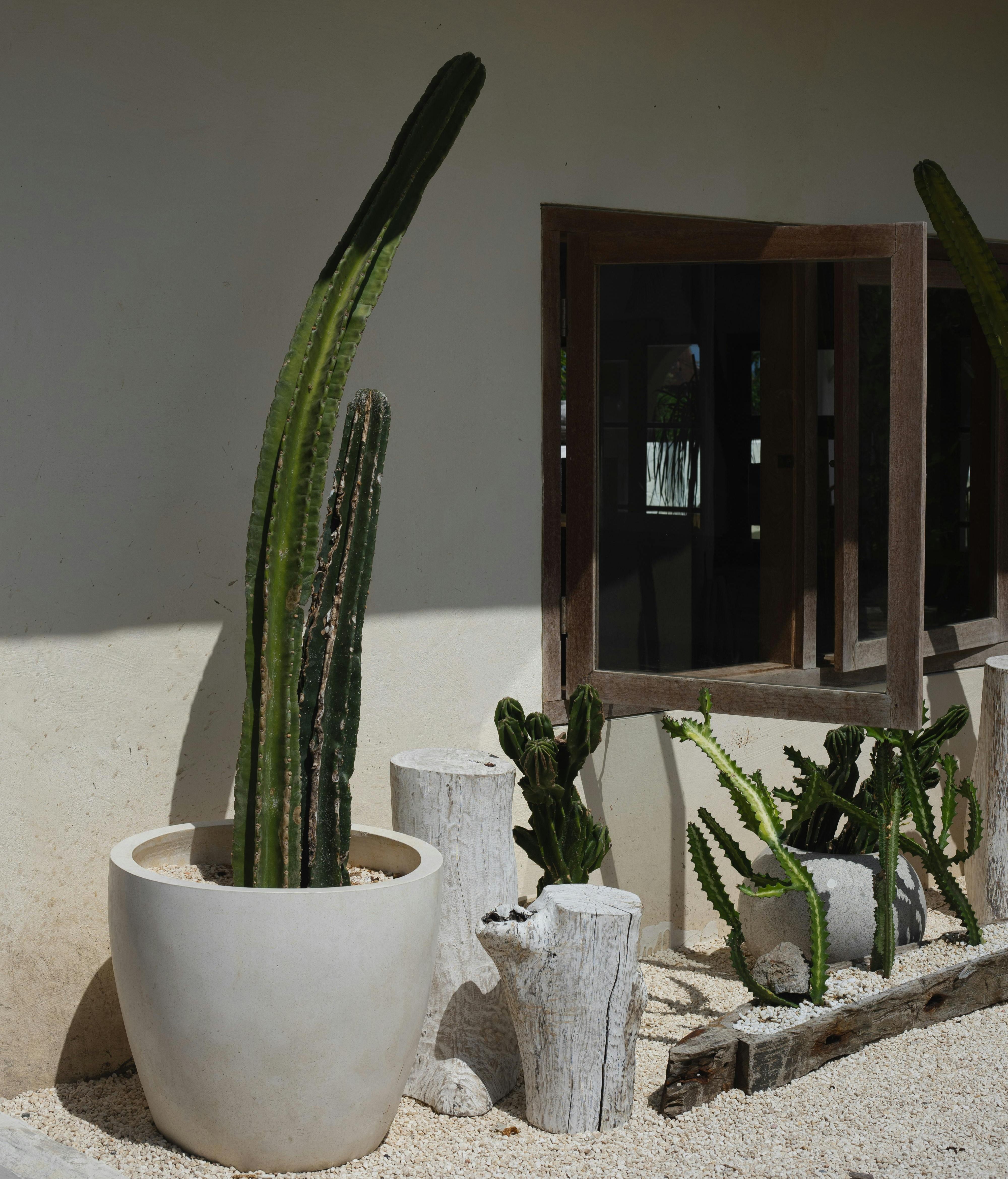 La mejor época para plantar los cactus es primavera. FUENTE: Pexels
