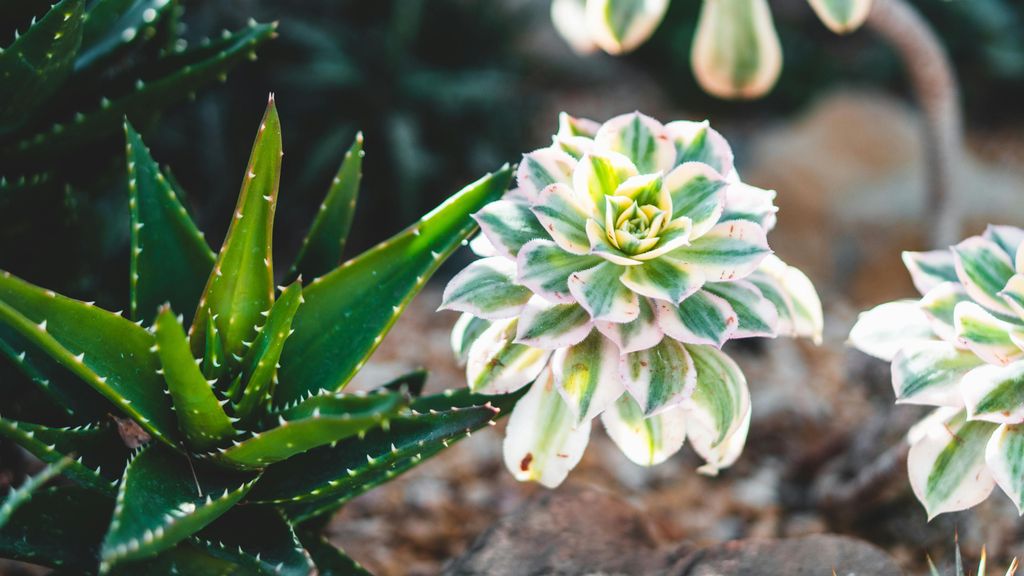 Los jardines de cactus son tendencia en decoración