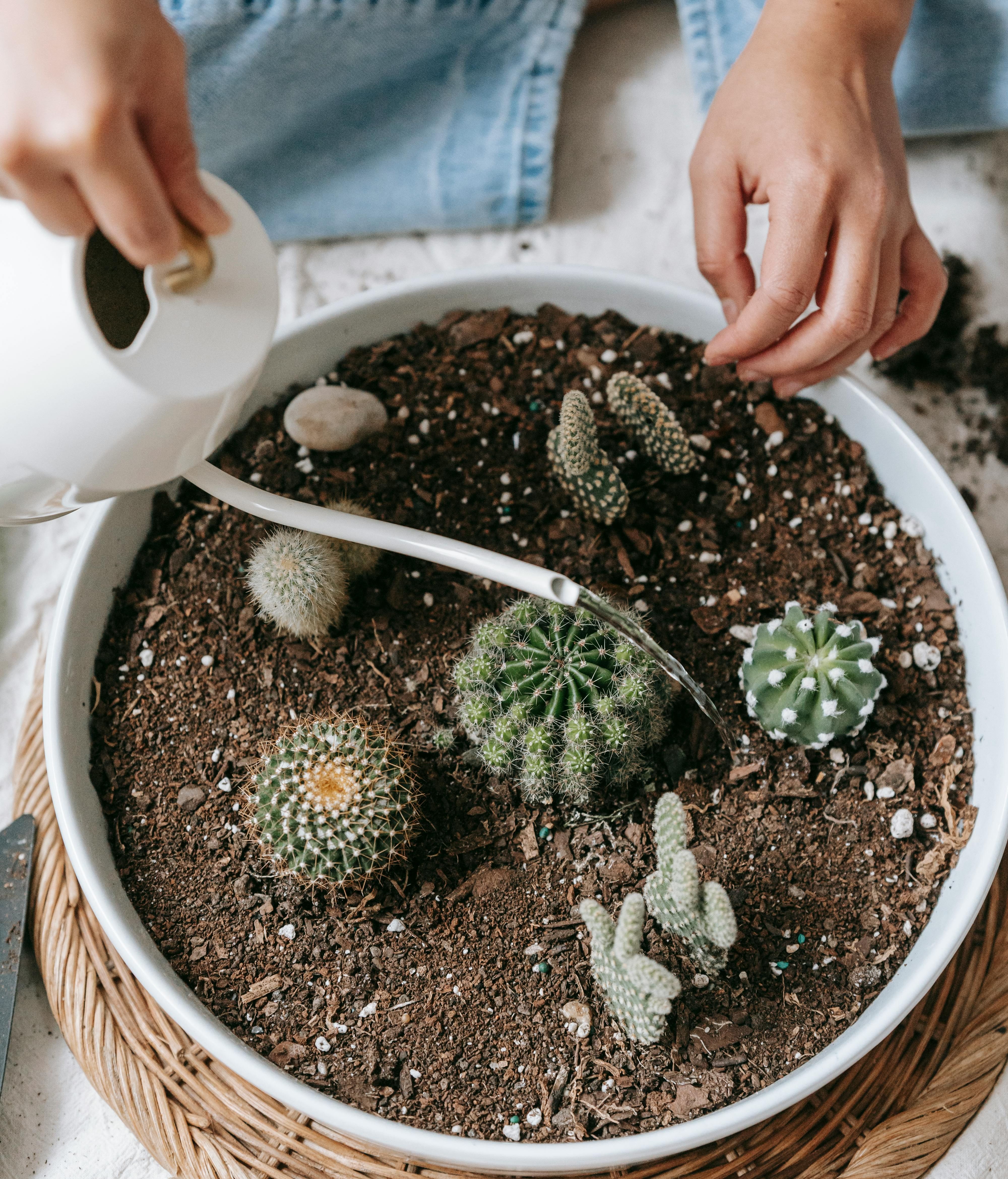 Son plantas que necesitan poco riego. FUENTE: Pexels