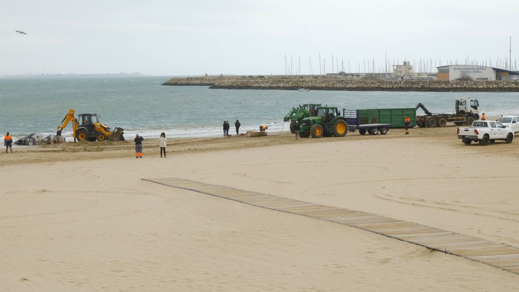 Los trabajos para retirar a la ballena han sido muy complicados debido a su gran tamaño