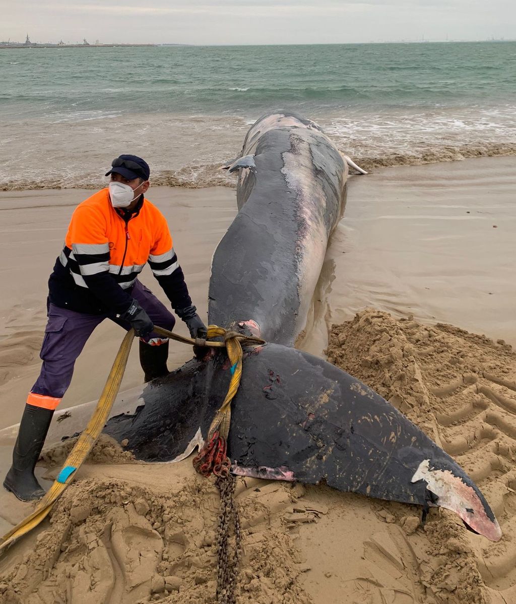 Operarios del Ayuntamiento de Rota trabajan para retirar la ballena de la playa