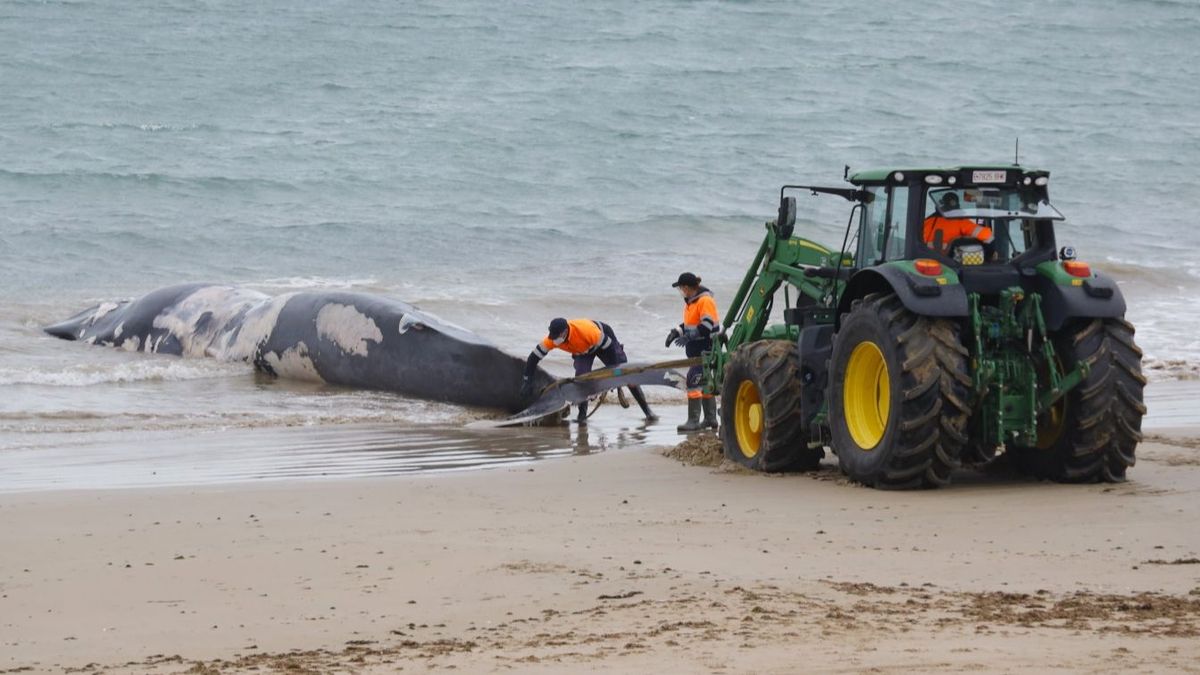 Operarios intentan retirar al animal varada en la playa