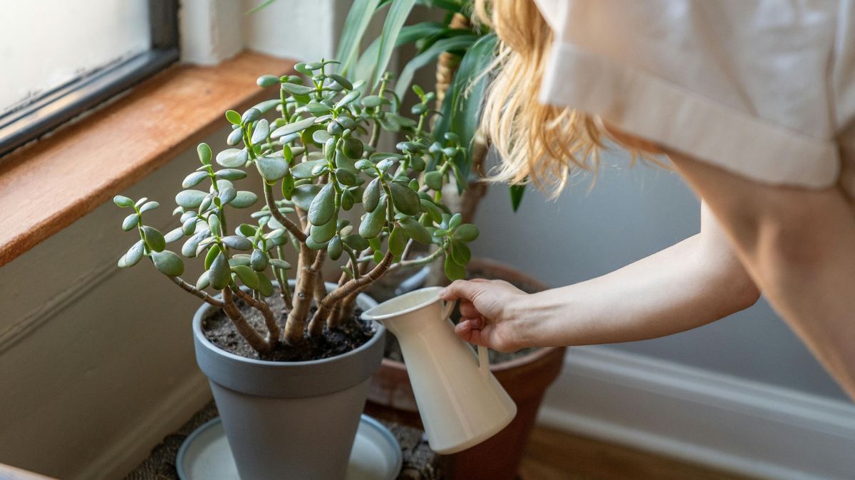 Cómo evitar excederte con el riego de tus plantas