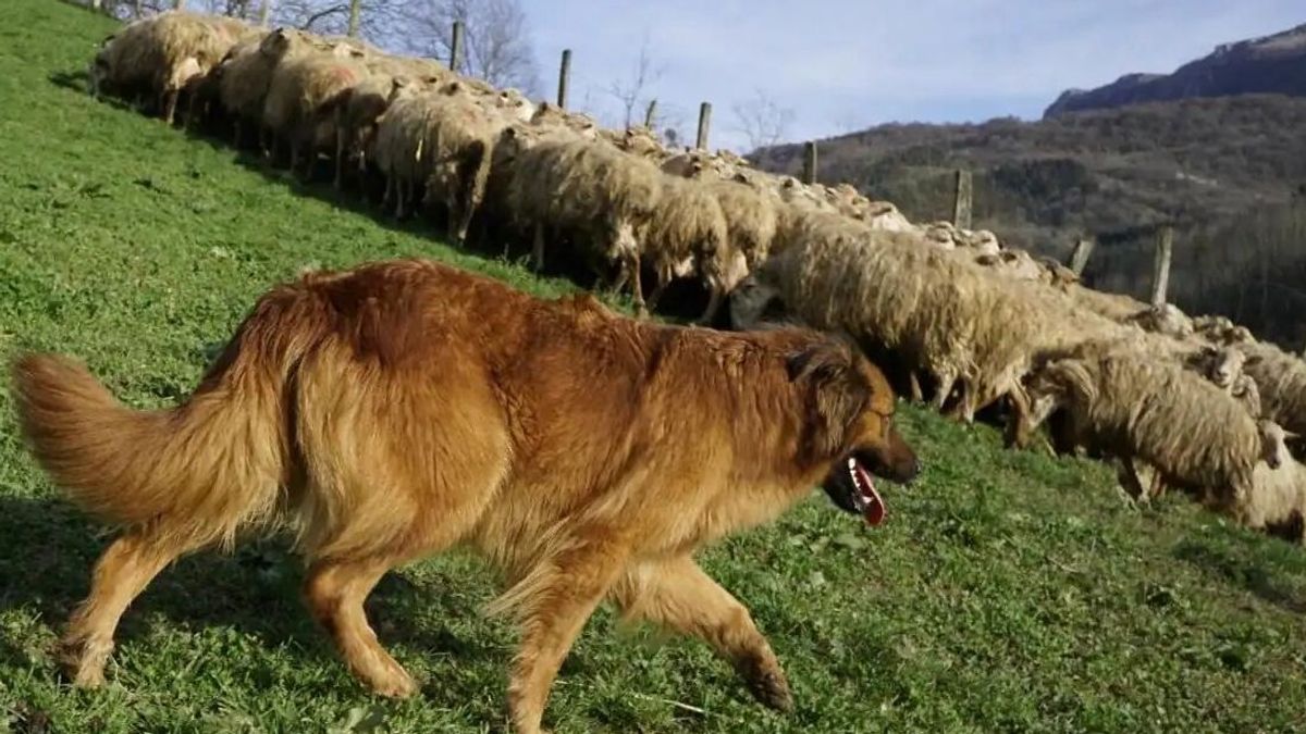 Un ejemplar de Pastor Vasco del Gorbea reúne a un rebaño de ovejas