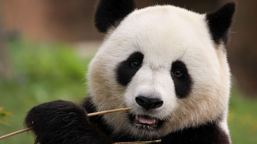 Las divertidas imágenes de unos osos panda recién nacidos en China: así dan la bienvenida al Año Nuevo