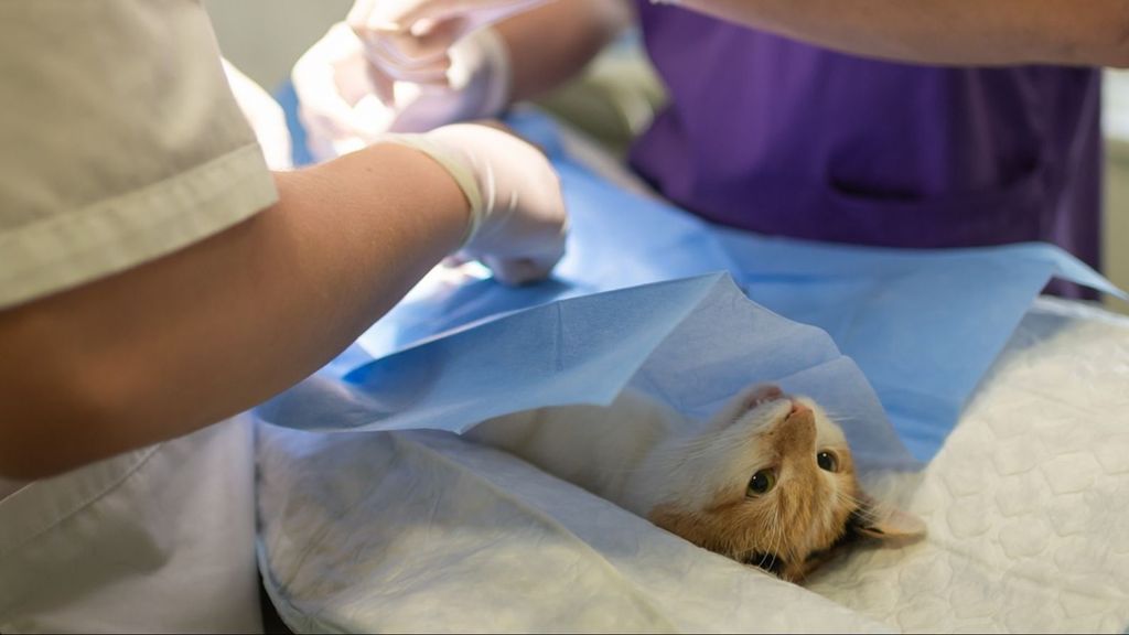 Un gato atendido por el veterinario