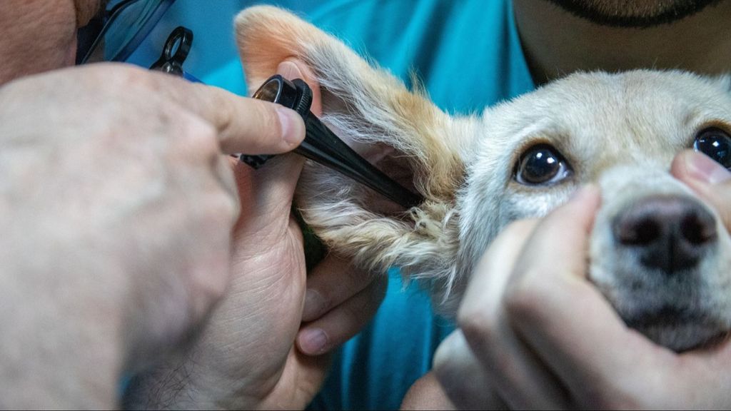 Un perro, atendido en el veterinario