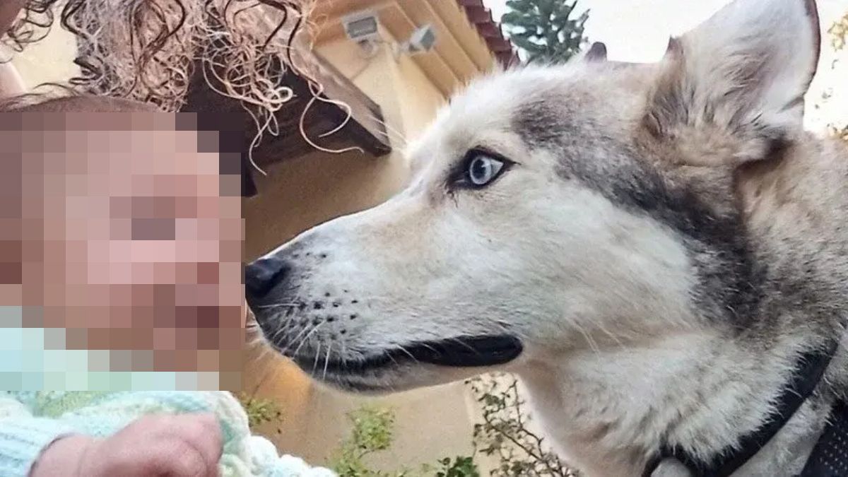 Dylan, el perro muerto de un disparo en Coín, Málaga