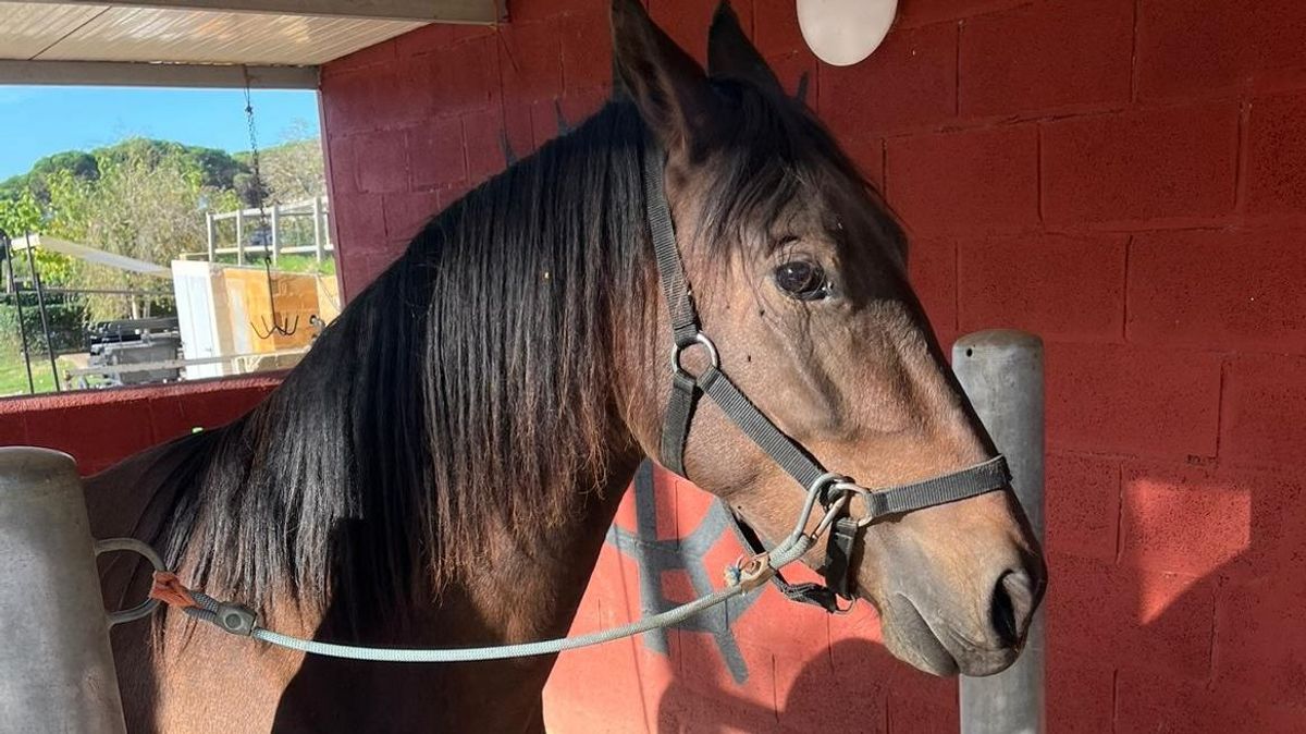 Furia, la yegua que huyó tras asustarse en Girona