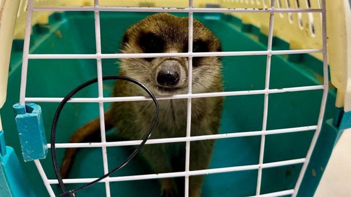 La suricata robada de una granja escuela en Tarragona