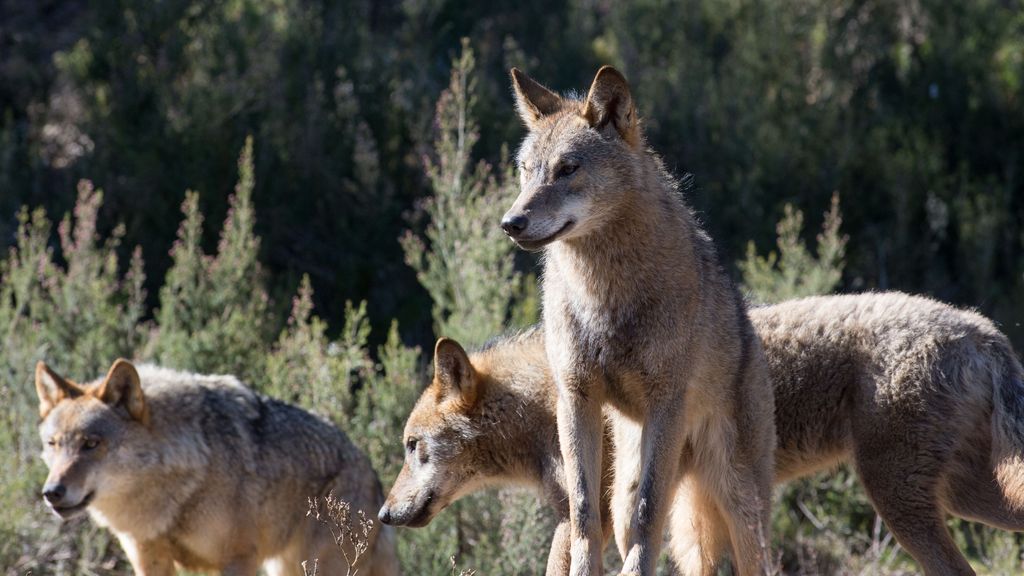 Nuevos ataques de lobos en El Escorial: matan a 11corderos, cuatro ovejas y cuatro sementales