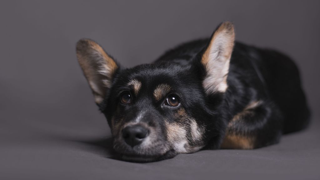 Un perro puede ser capaz de enfadarse y mostrarlo