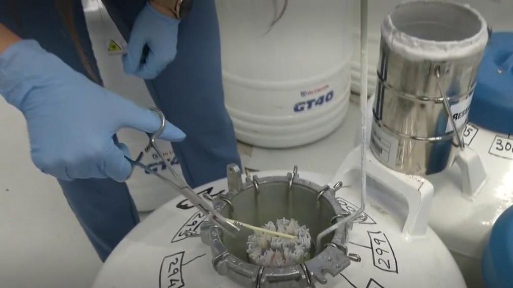 La mitad de las donaciones de semen en España se realizan en Granada