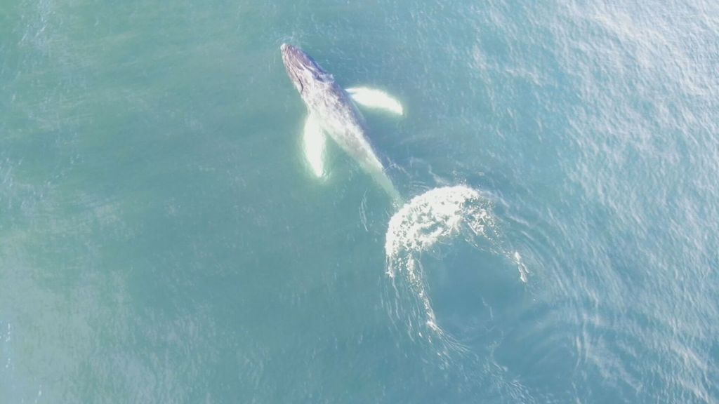 Drones especiales captan a varios ejemplares de ballenas azules y jorobadas en las islas Cíes