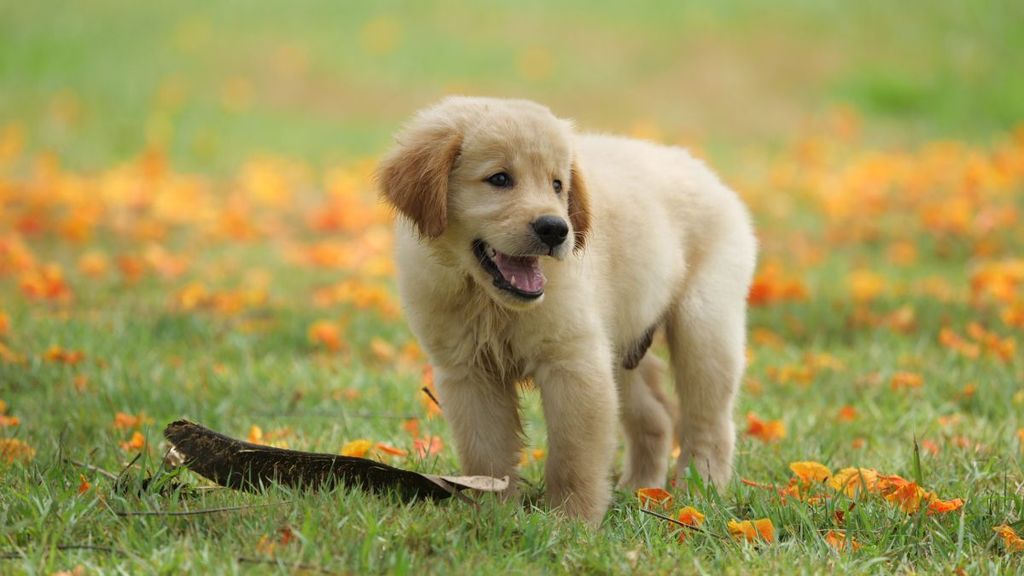 puppy dog golden retriever on the park