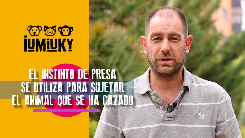 El instinto de presa Iumiuky Temporada 3 Programa 252