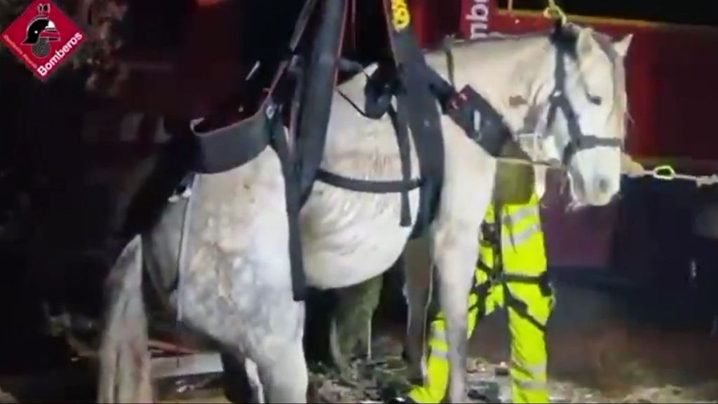 Bomberos rescatan a una yegua embarazada al caerse en un foso en Xixona
