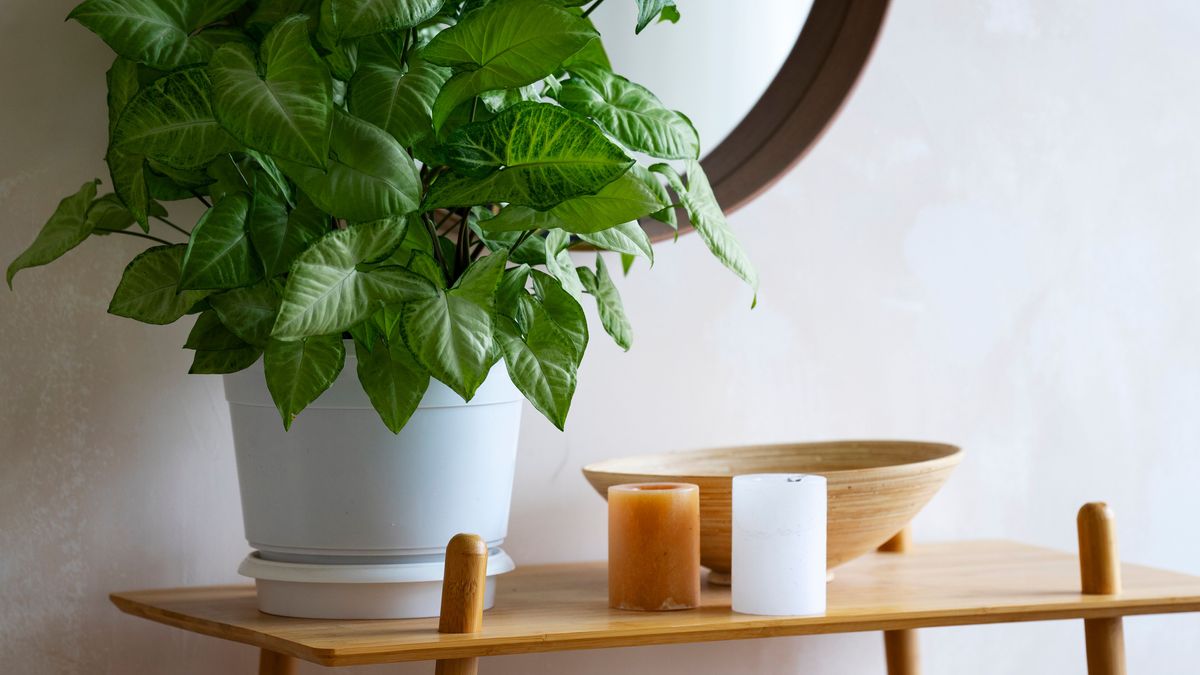 Las plantas ideales para el baño pueden vivir con mucha humedad