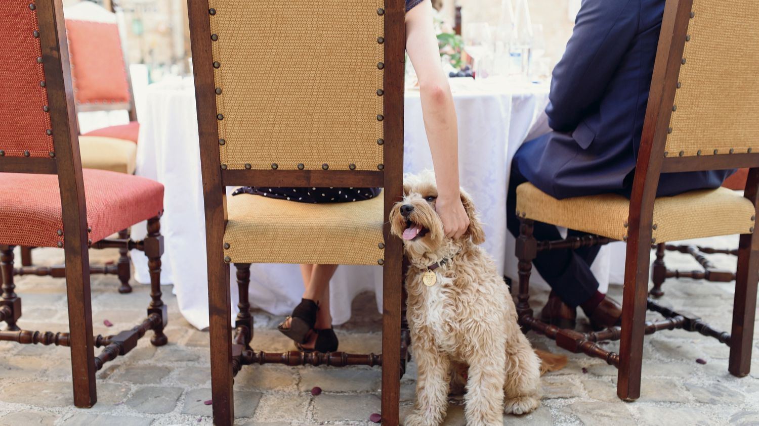 Como este perro, las mascotas forman parte ya de muchas bodas