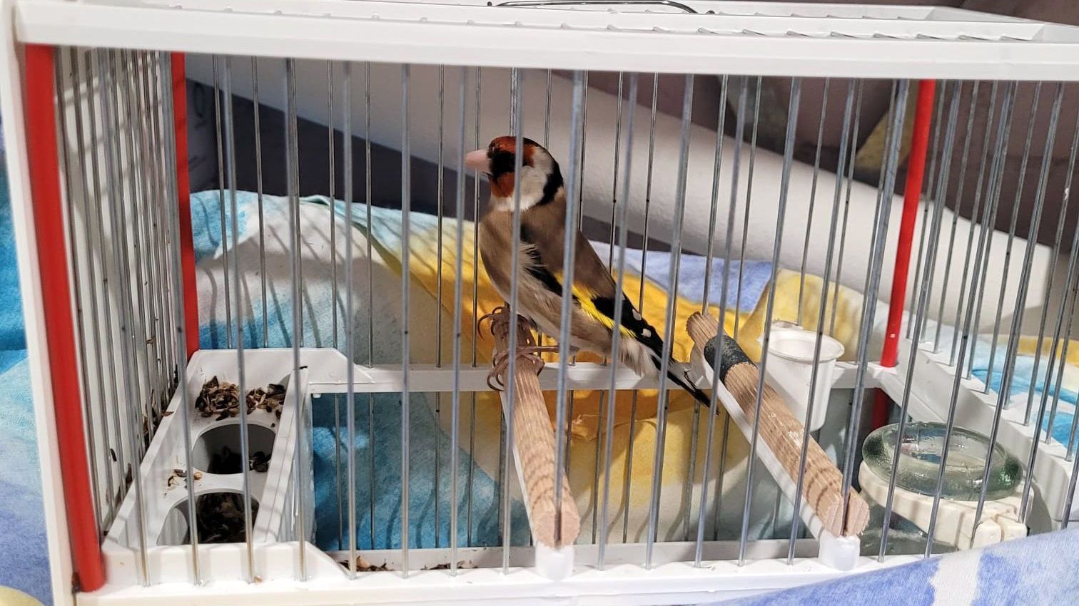 Detenido en Tarragona tras quedarse sin gasolina en la AP-7 mientras circulaba borracho con un jilguero