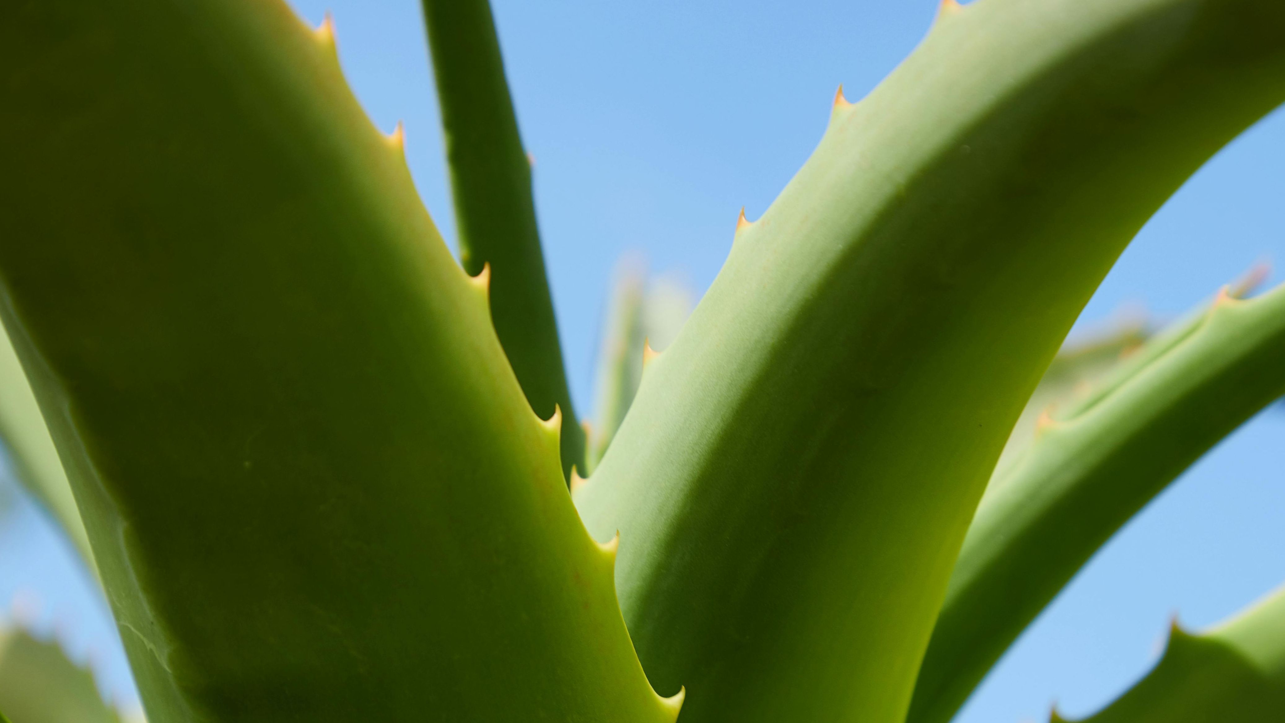 Hojas de aloe vera Hojas de aloe vera