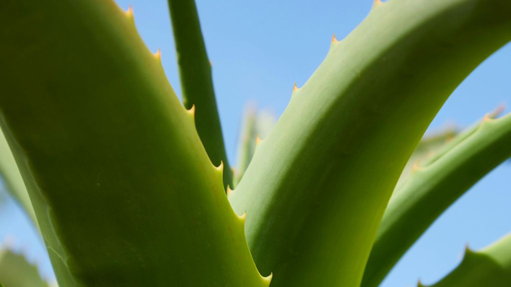 Hojas de aloe vera