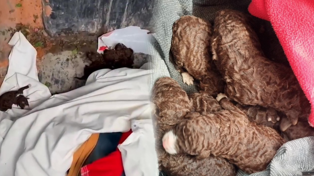 Encuentran a siete cachorros abandonados en el interior de un contenedor de basura en Sevilla: "Ojalá el karma te llegue pronto"